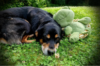 Schulhund Sidney liegt im Gras